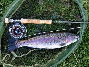 A typical Nant Moel rainbow caught on a dry fly 