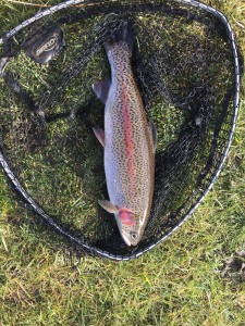 A beautifully marked nant moel rainbow landed on a black buzzer, April 2016