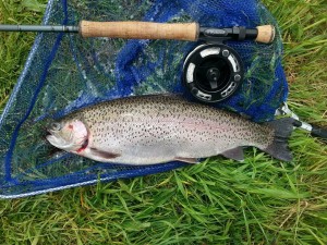 Another caught by M Ebbatson on a dry fly 2016